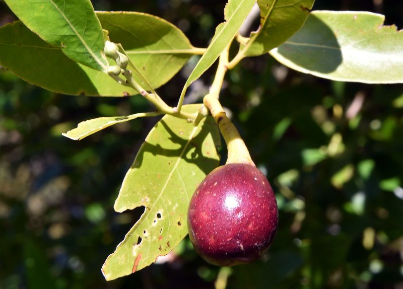 Umbellularia californica