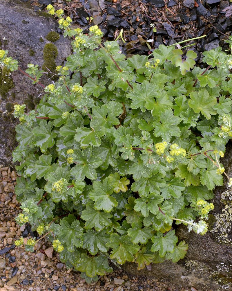 Alchemilla erythropoda