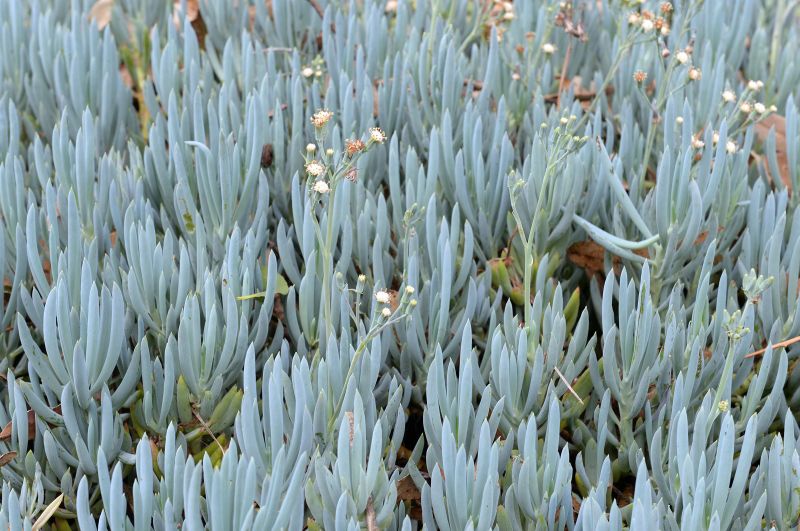 Senecio serpens