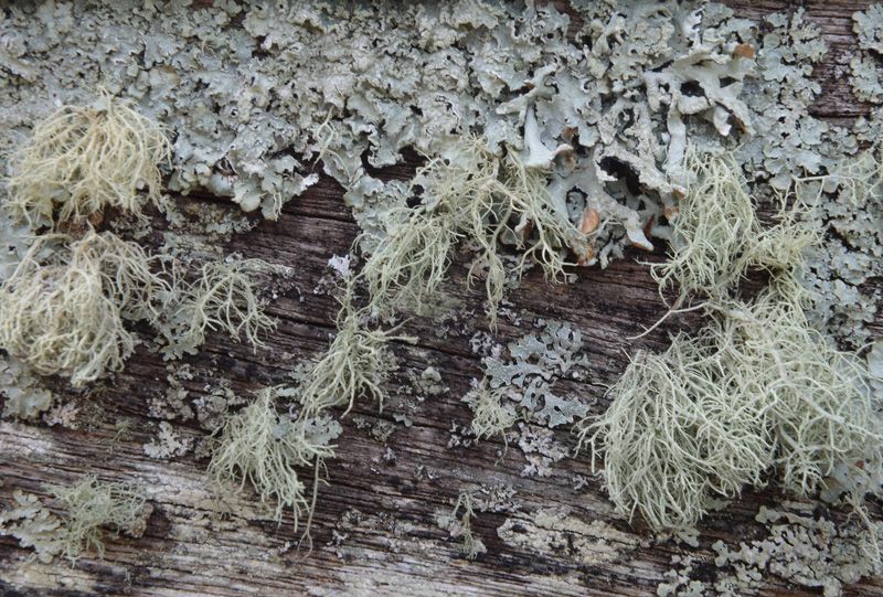 Lichen