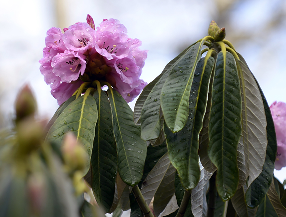 Species New to Science: [Botany • 2018] Rhododendron meagaii