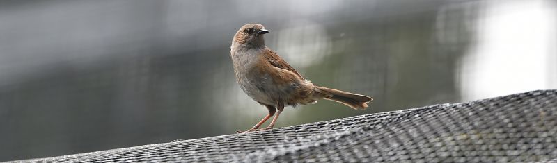 Sparrow