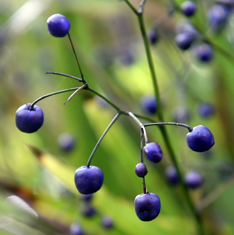 Dianella nigra