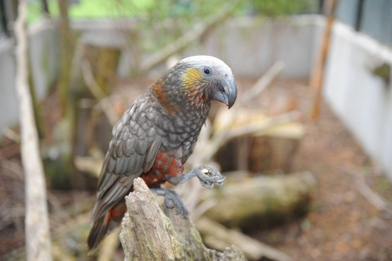 Botanic Garden Kaka chick