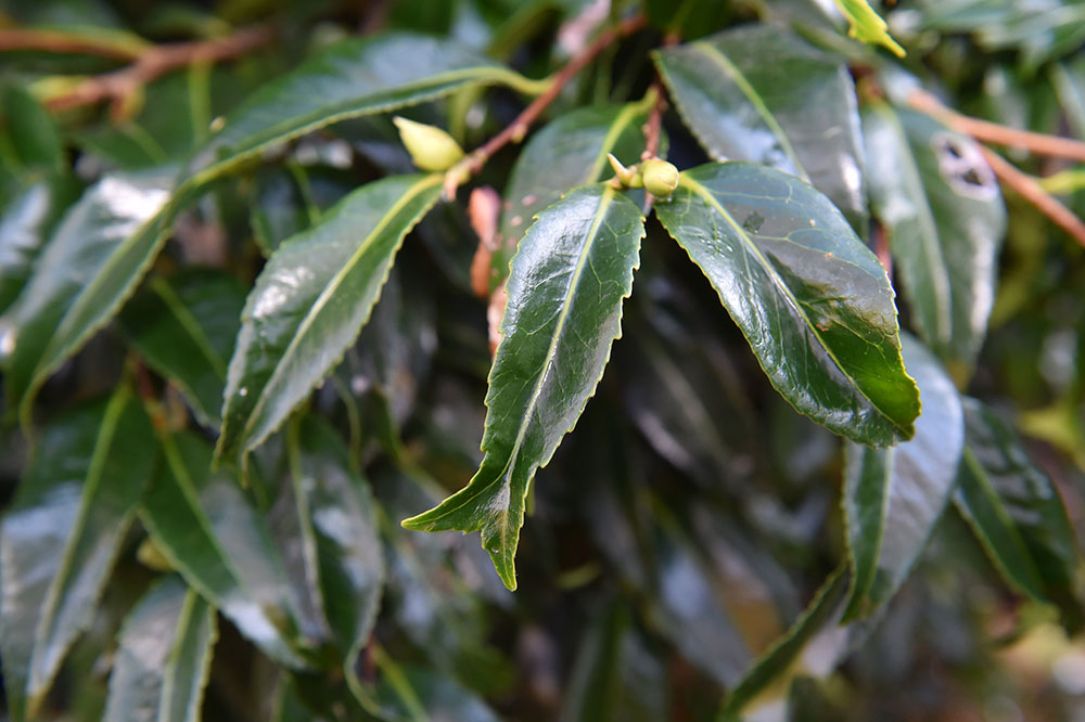 Camellia Leaves Are Important Feature 