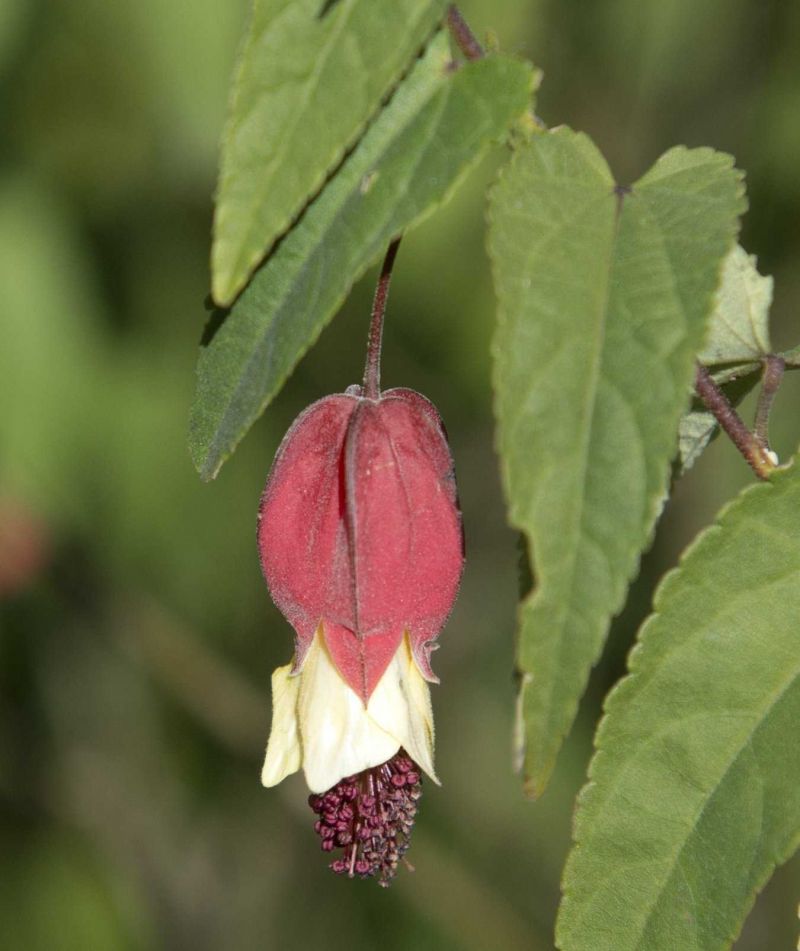 Abutilon megapotamicum