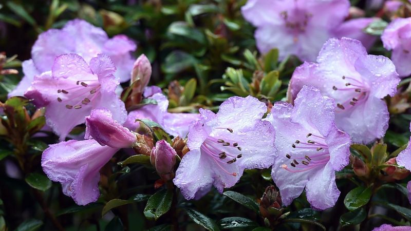 Rhododendron