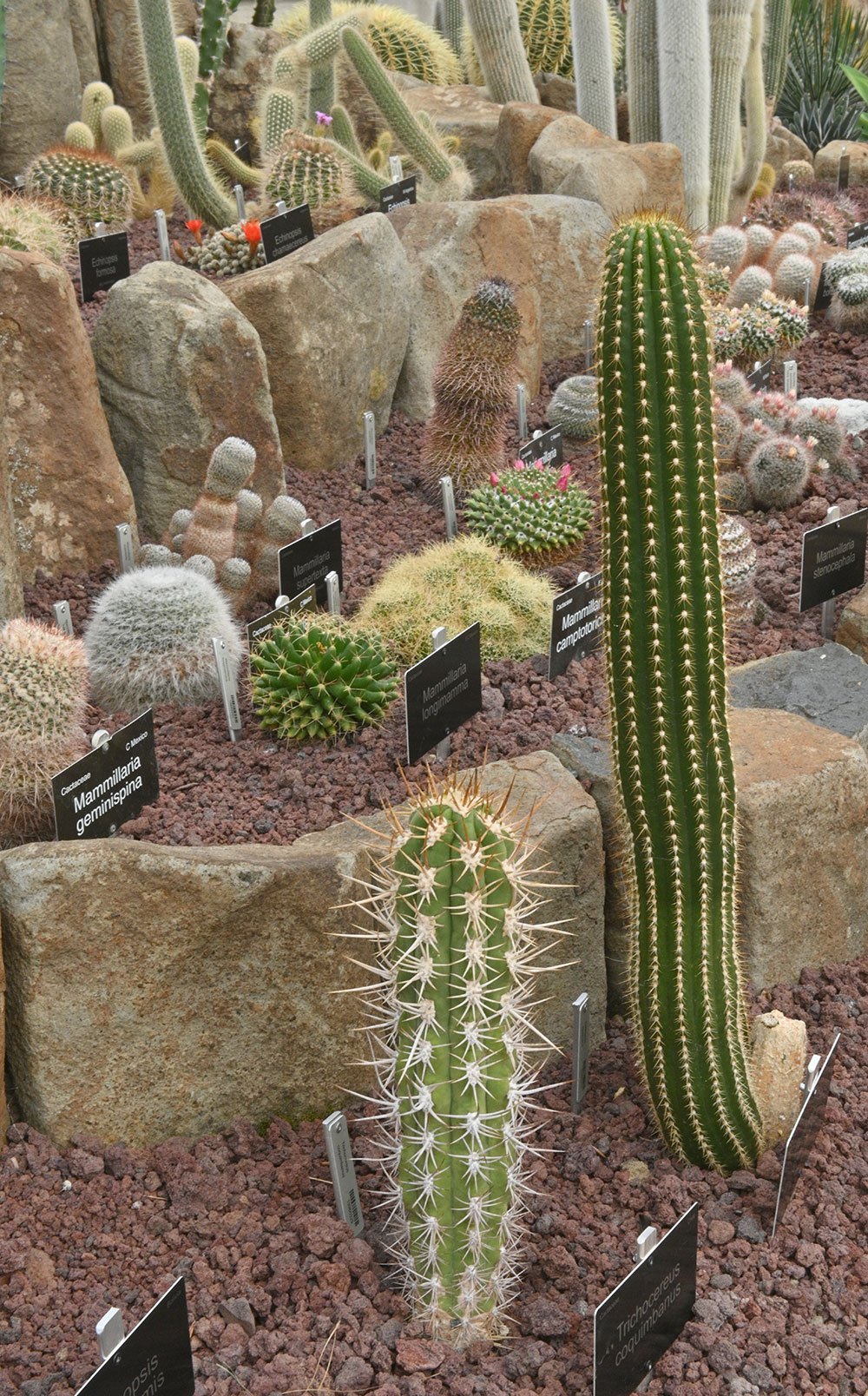 Arid Plants Spring to Life Dunedin Botanic Garden Official site
