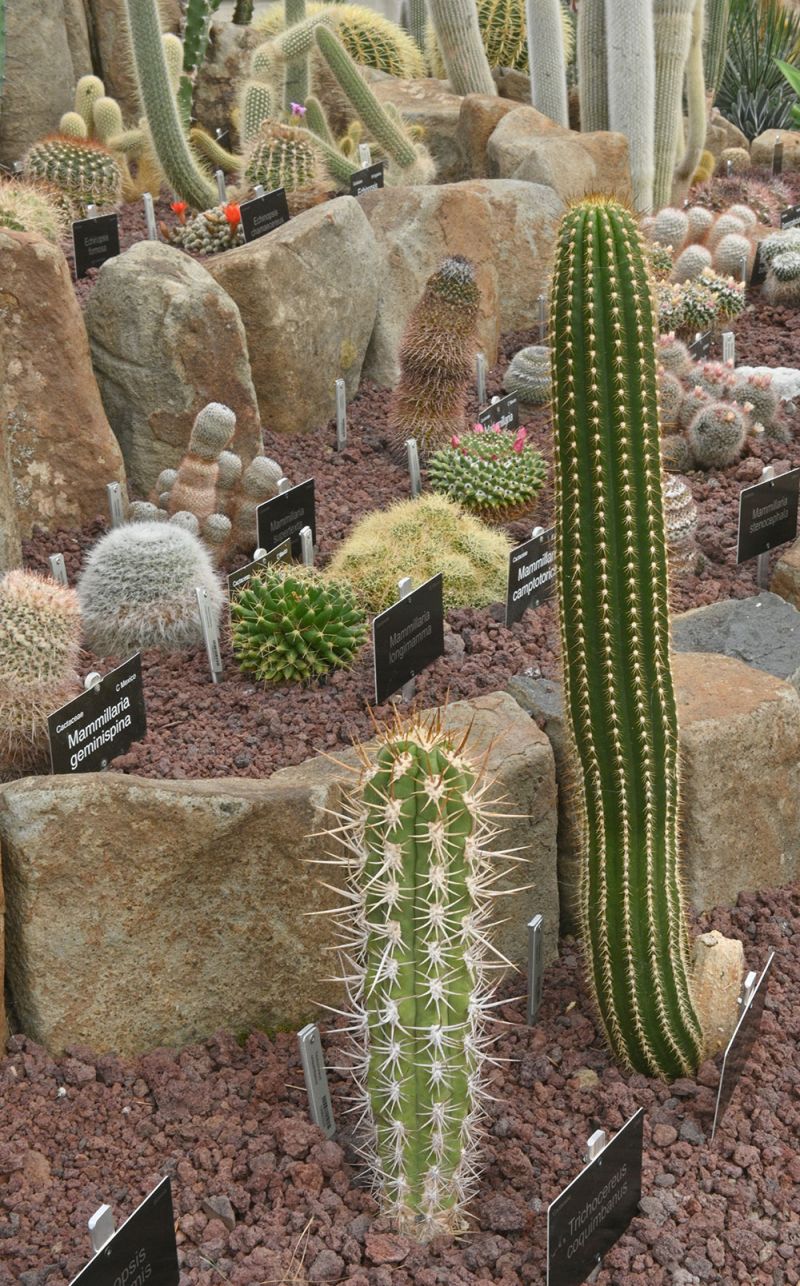 Cacti