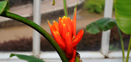 Musa coccinea