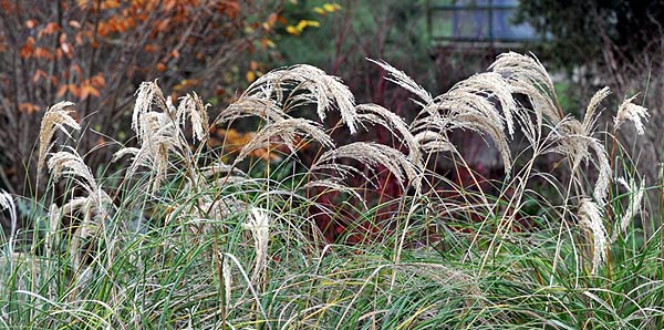 Chionochloa flavicans