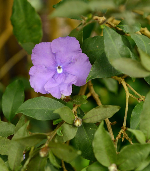 Brunfelsia latifolia