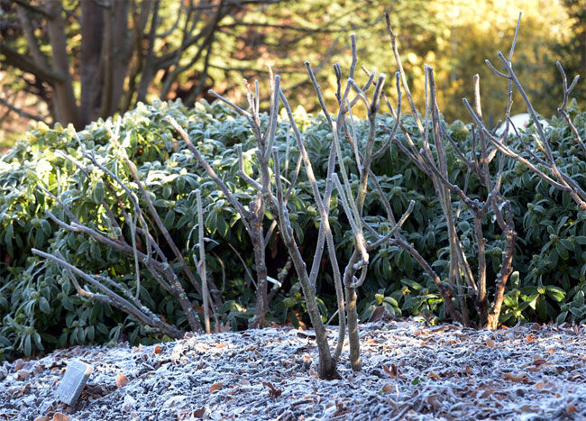 Summer Flower Needs Winter Maintenance