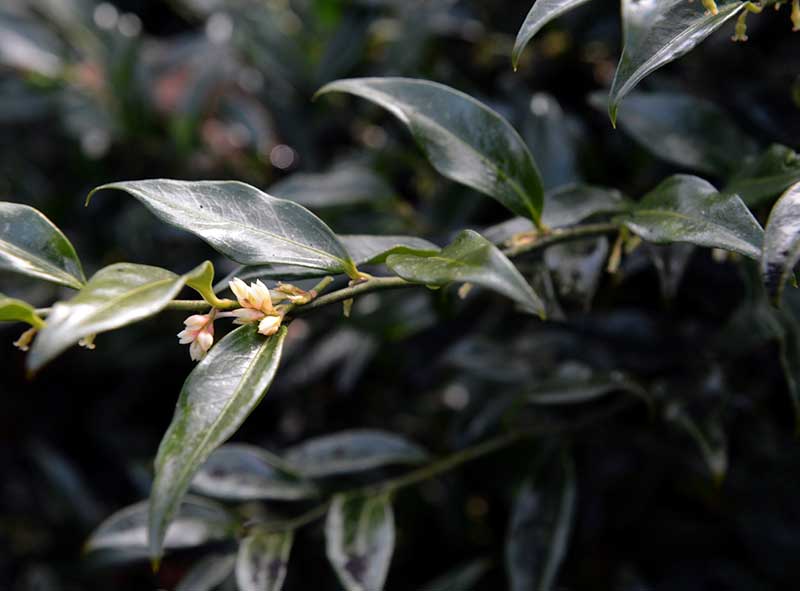 Sarcococca confusa