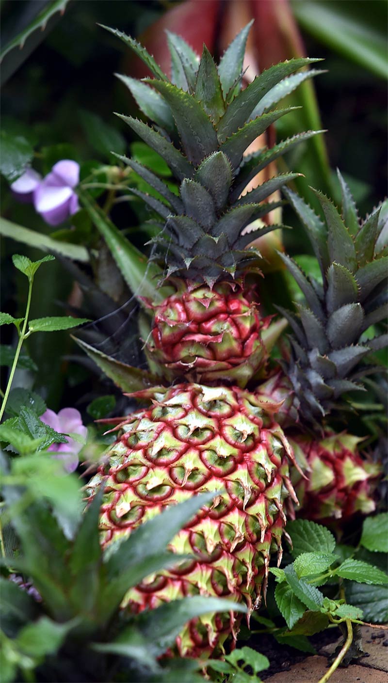 Ananas comosus