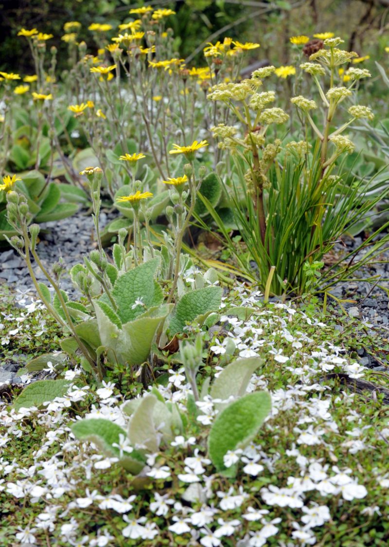 Alpine garden