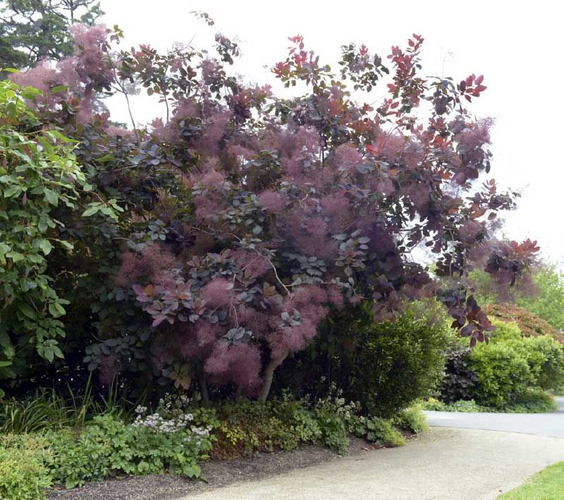 Cotinus 'Grace'