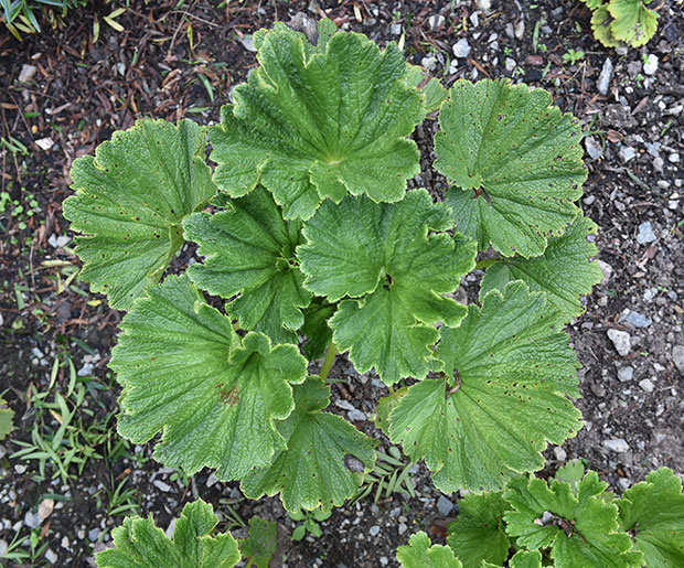 Stilbocarpa polaris