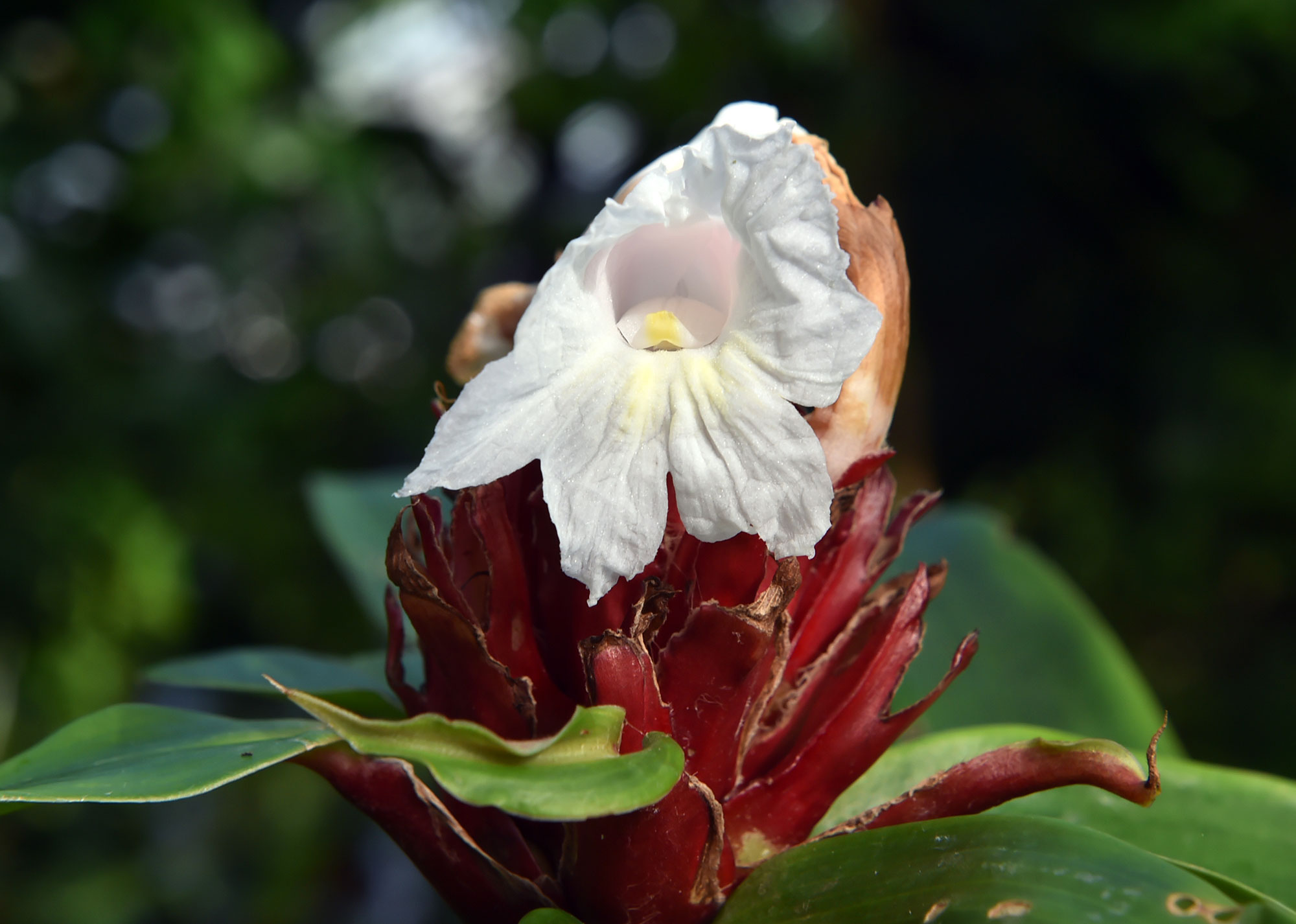 Costus speciosus