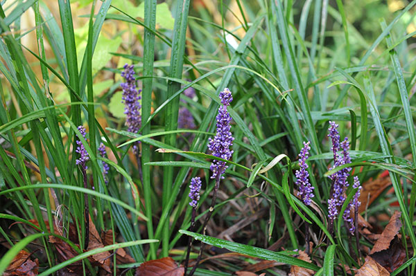 Liriope muscari