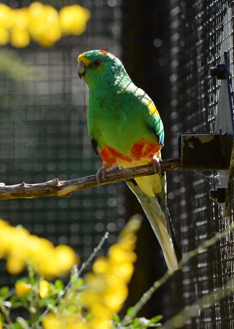 The mulga parrot ( Psephotellus varius)