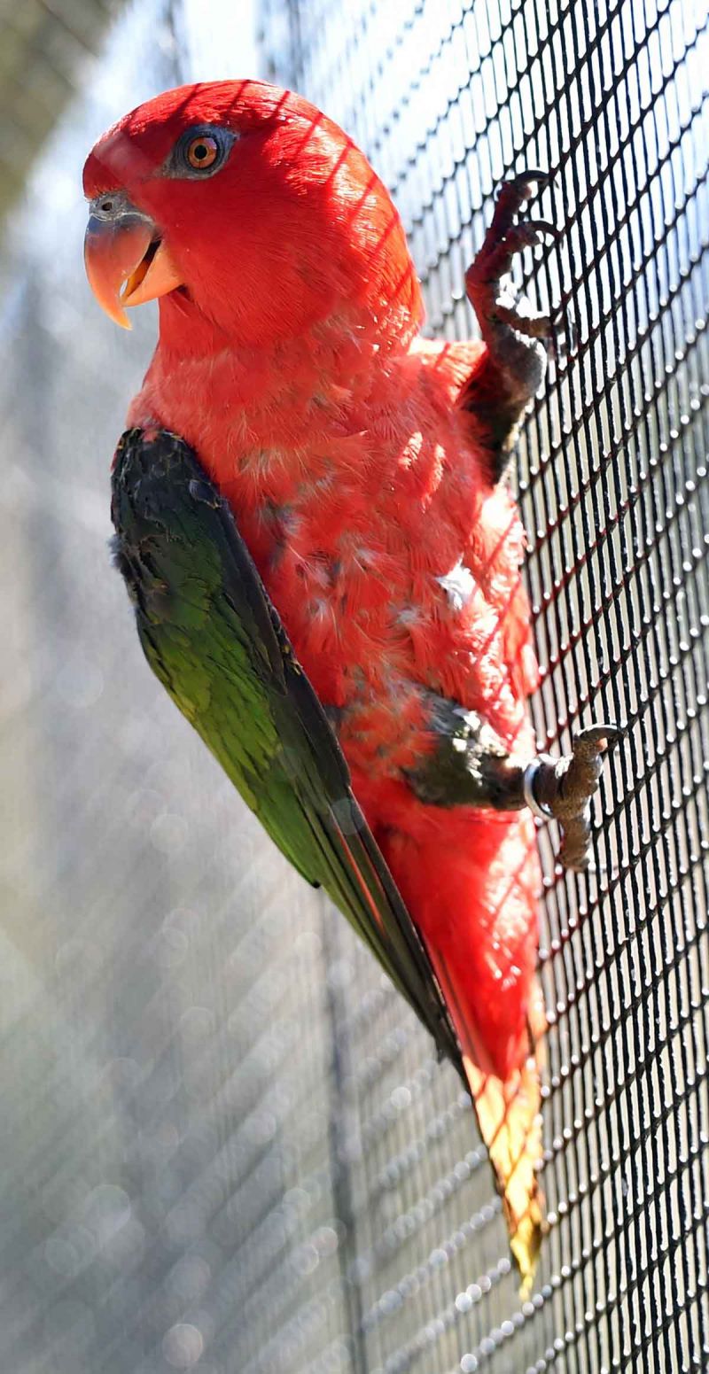 Chattering Lory