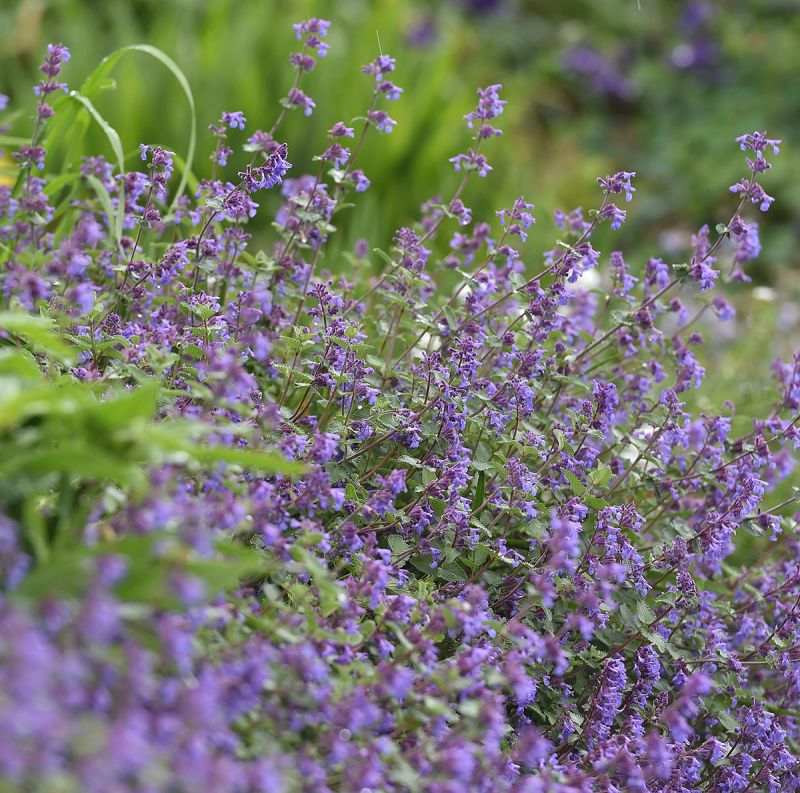 Nepeta racemosa 'Superba'