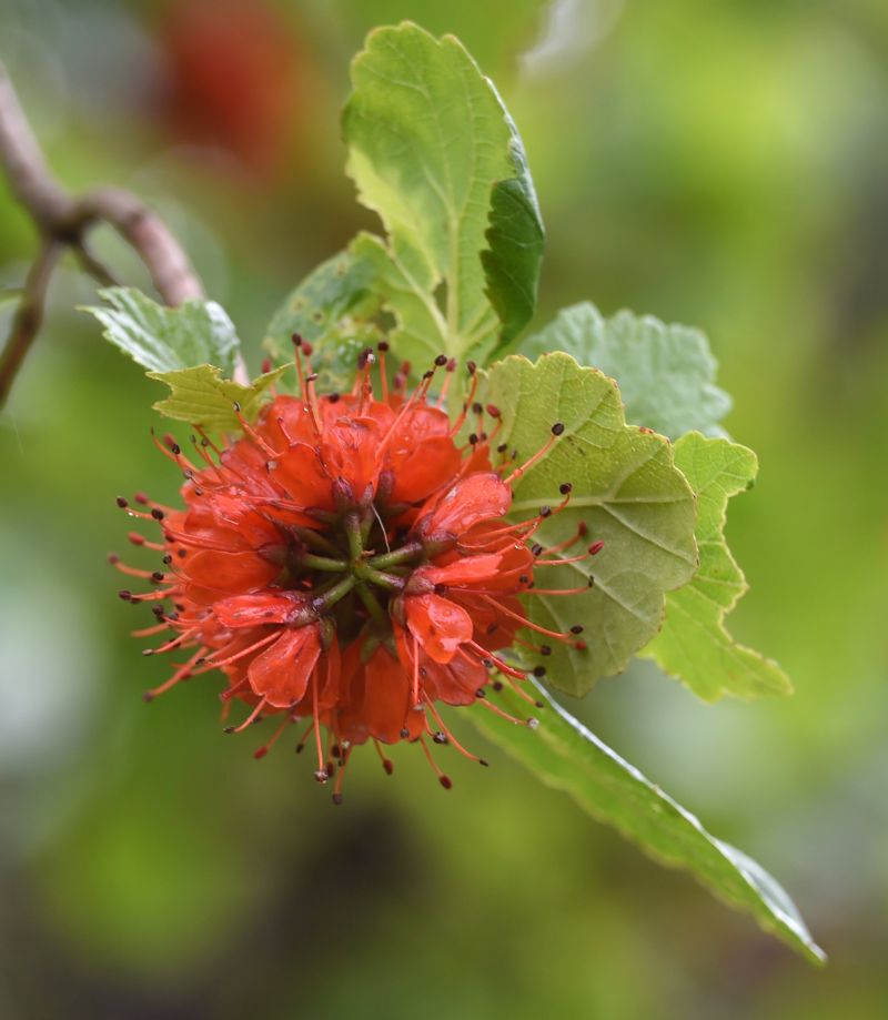 Greyia sutherlandii