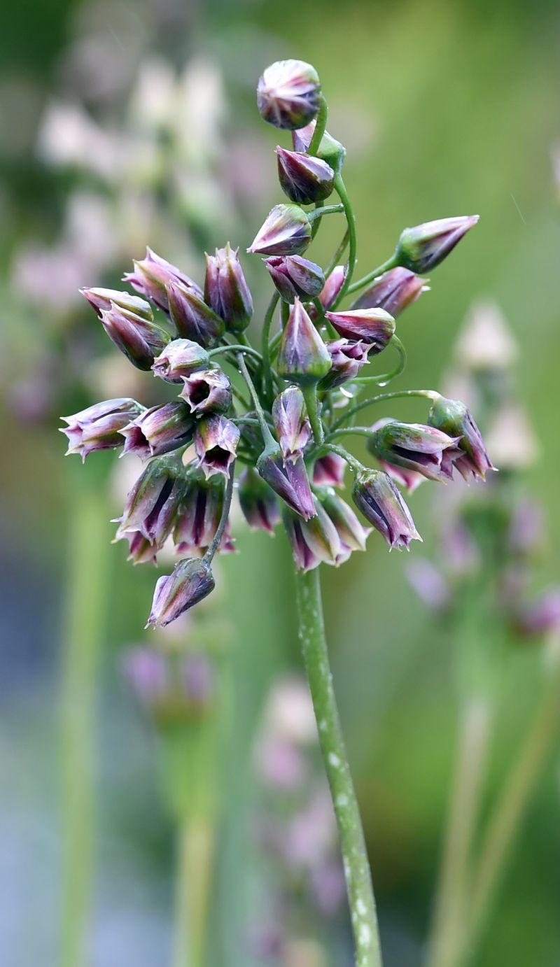 Nectaroscordum siculum