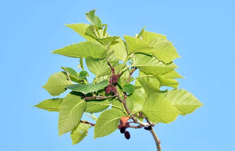 Alnus maximowizii