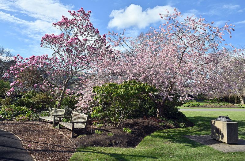 Magnolia-'Serene'-and-Prunus-'Accolade'
