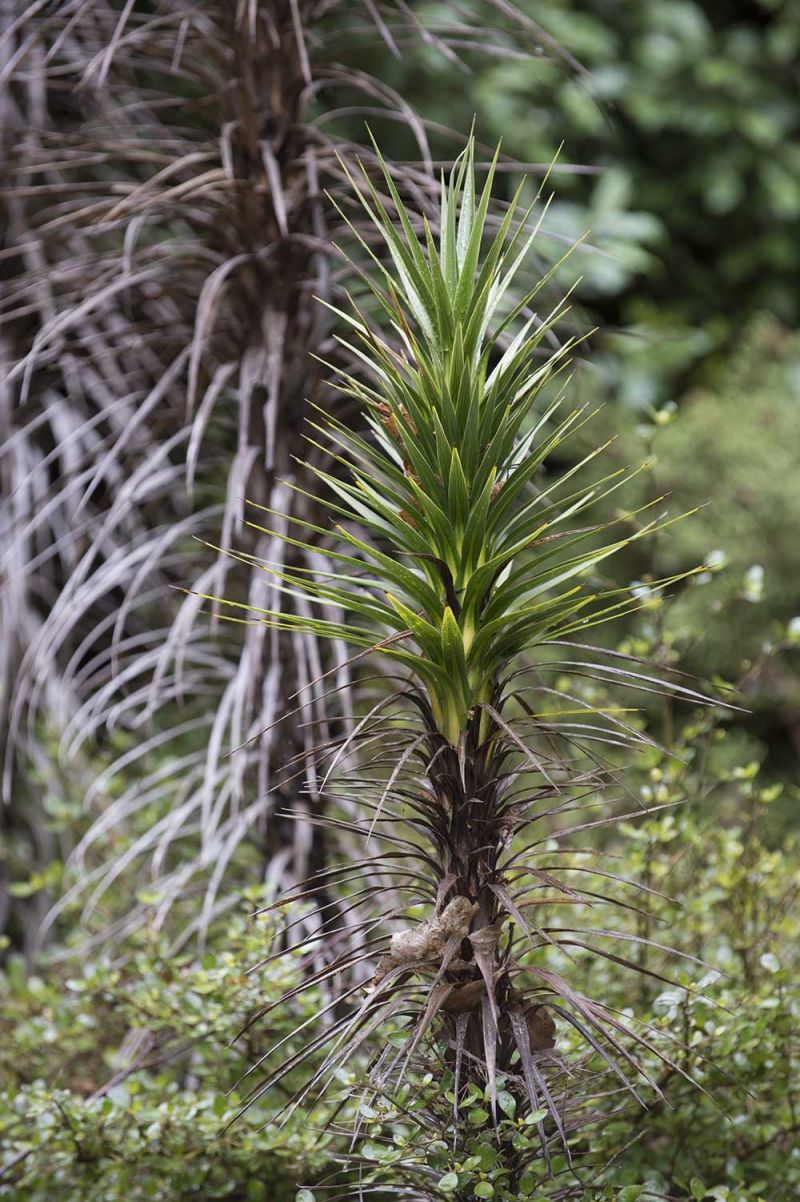 Cordyline 'Karo Kiri'