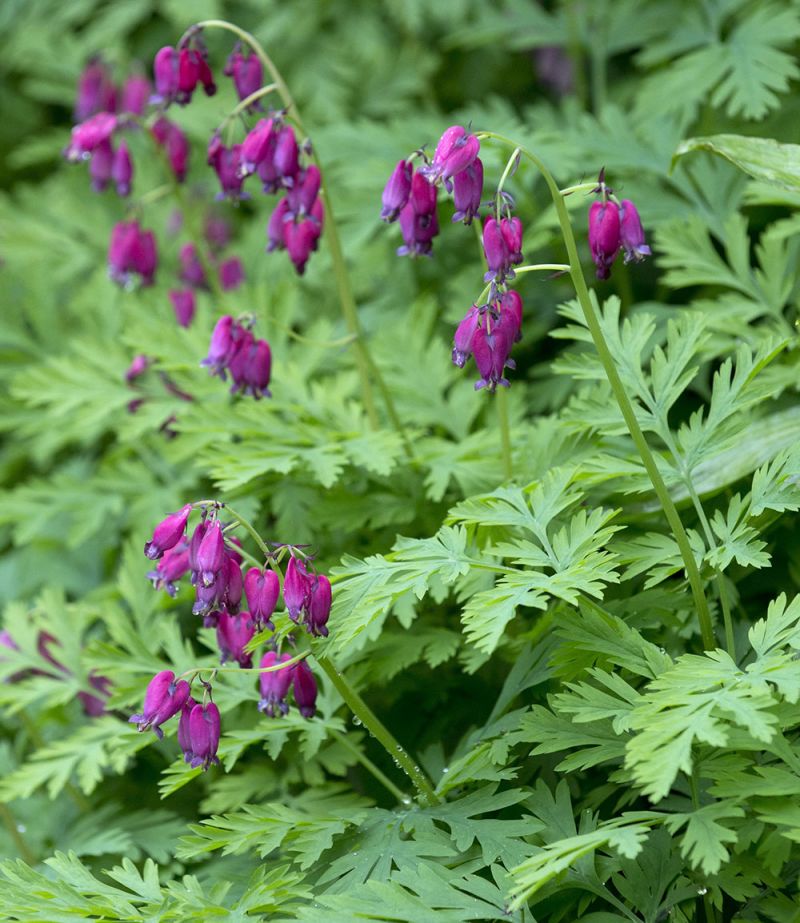 Dicentra formosa 'Bacchanal'