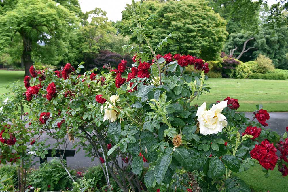 Rugosa a rose for all seasons Dunedin Botanic Garden Official site