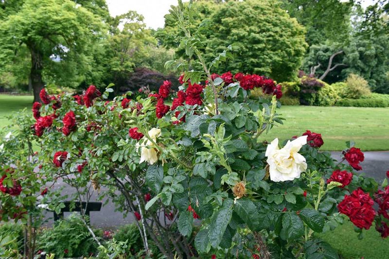 Rugosa roses