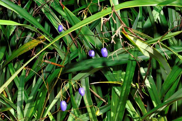 Dianella tasmanica 