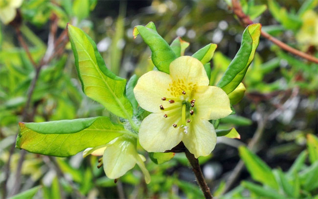 Rhododendron mekongense var. melinanthum 