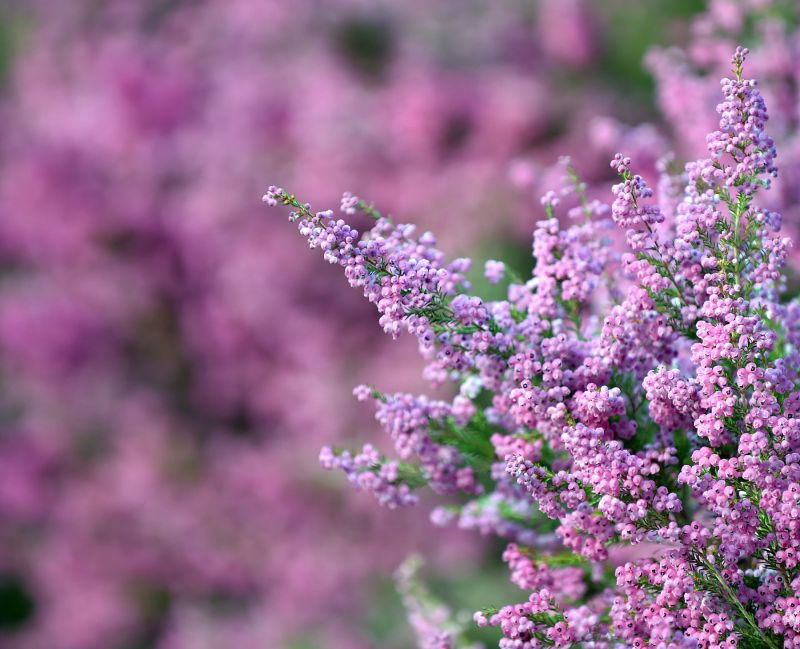 Erica melanthera