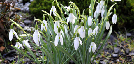 Galanthus