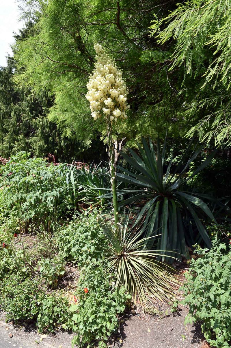 Hesperoyucca whipplei