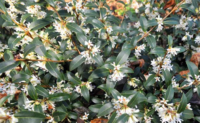 Osmanthus delavayi