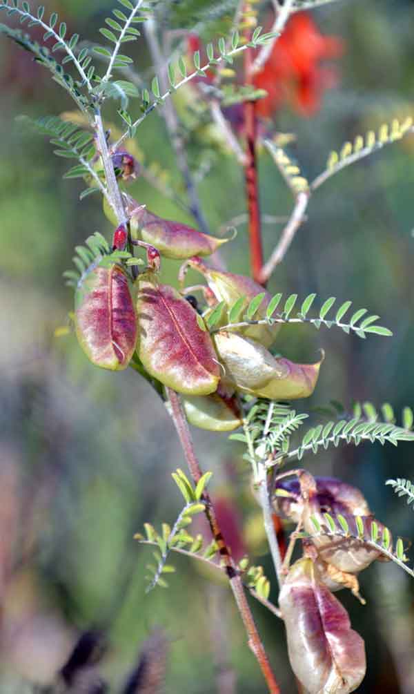 Sutherlandia frutescens