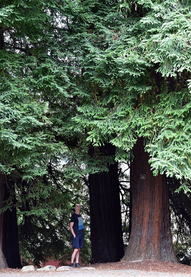 Sequoia sempervirens with person