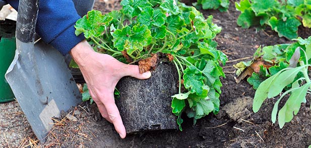 Benefits to planting at this time of the year