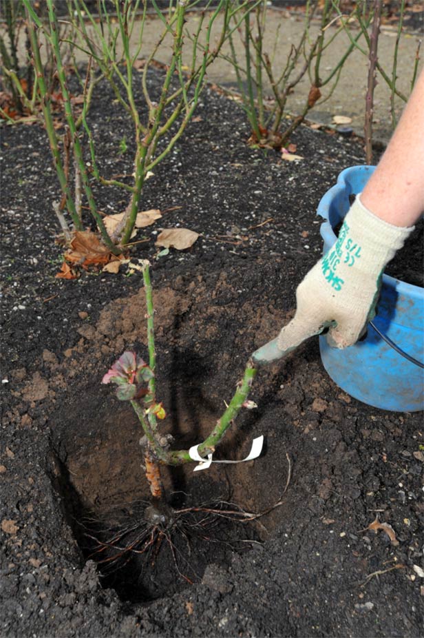 Planting bare-rooted roses