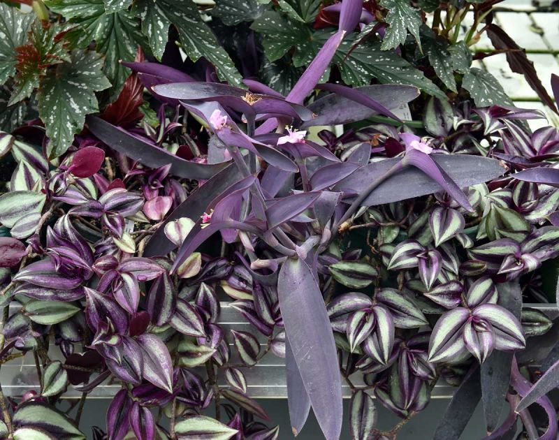 Setcreasea purpurea with Tradescantia cerinthoides