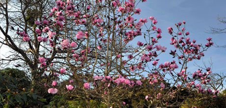 Magnolia campbellii