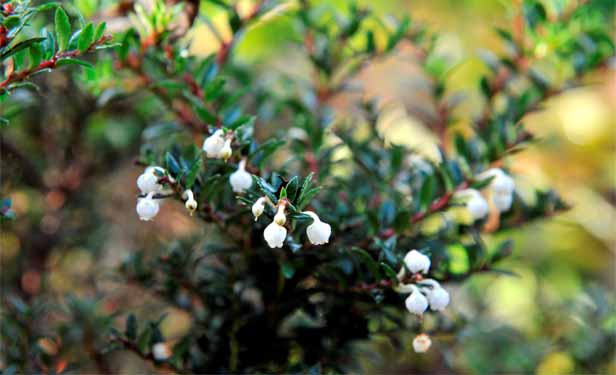 Gaultheria mucronata