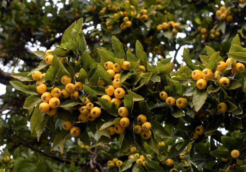 Fruit a Feature of Mexican Hawthorn | Dunedin Botanic Garden Official ...