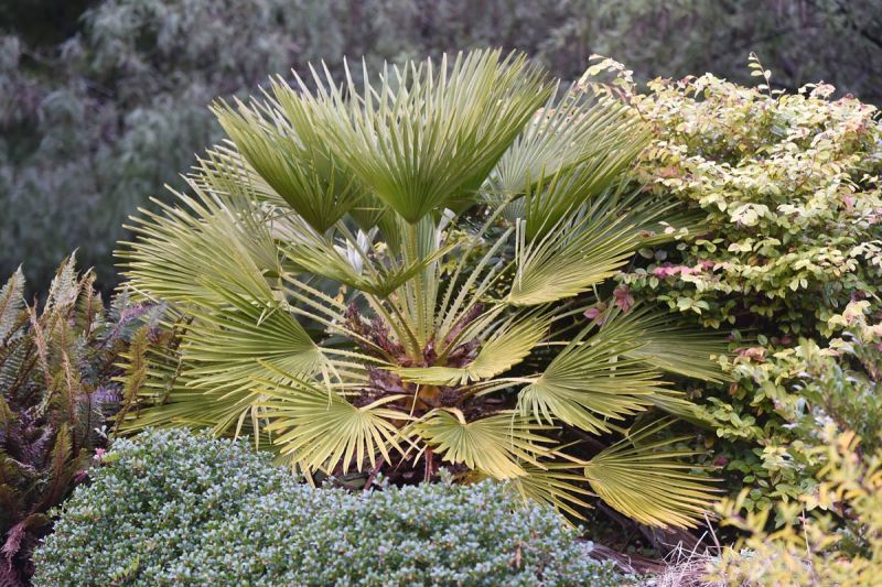 Chamaerops humilis